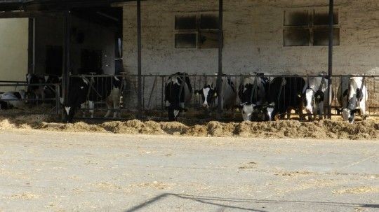 - Milchvieh Anlage Nettgau -