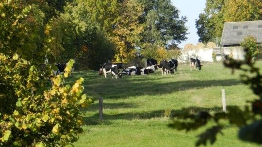 - Milchvieh Anlage Nettgau -