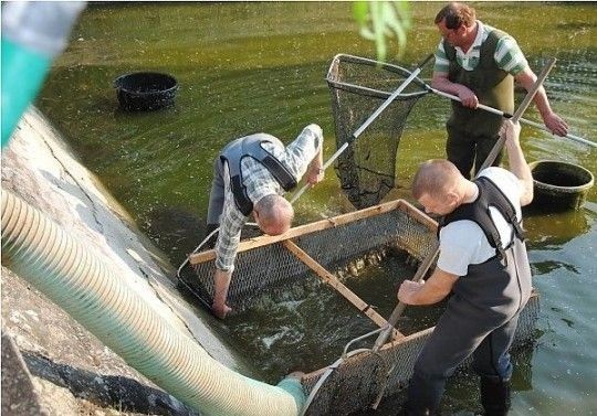 Das Wasser wird in einen Tankwagen abgepumpt. Die Helfer sorgen dafür, dass kein Unrat mit in den Schlauch gelangt.Foto: Walter Mogk