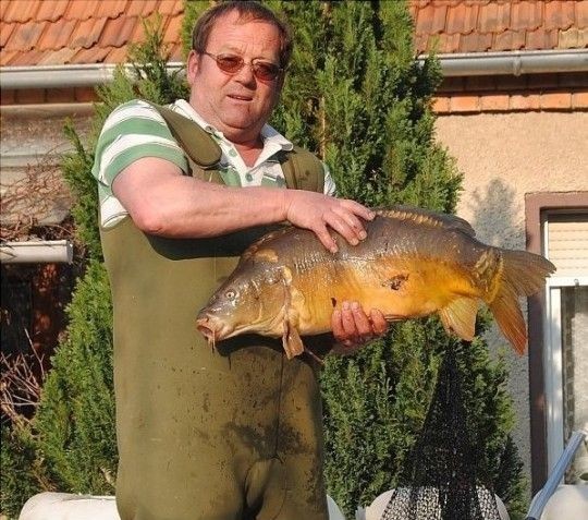 Nicht nur kleine Goldfische schwimmen im Teich. Werner Thiede holt beim Säubern einen mächtigen Karpfen heraus. Foto: Walter Mogk﻿