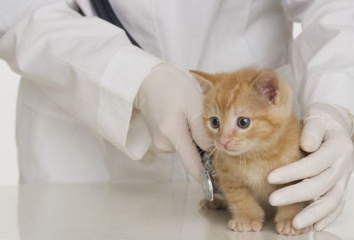 Tierarzt Dr. Loose, Breite Str. 54, 38489 Jübar Telefon:  039003 468