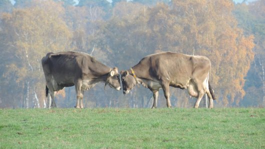 20181106 Wendischbrome - Schau mir in die Augen Kleines