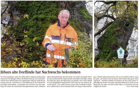 20191106 Volksstimme - Jübar - Wahrzeichenlinde hat Nachwuchs (Walter Mogk)