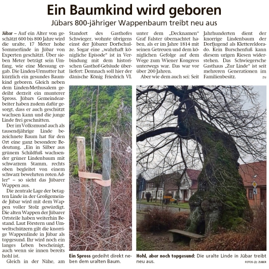 20200125 Altmark Zeitung - Jübar - 800-jähriger Wappenbaum treibt aus (Kai Zuber)