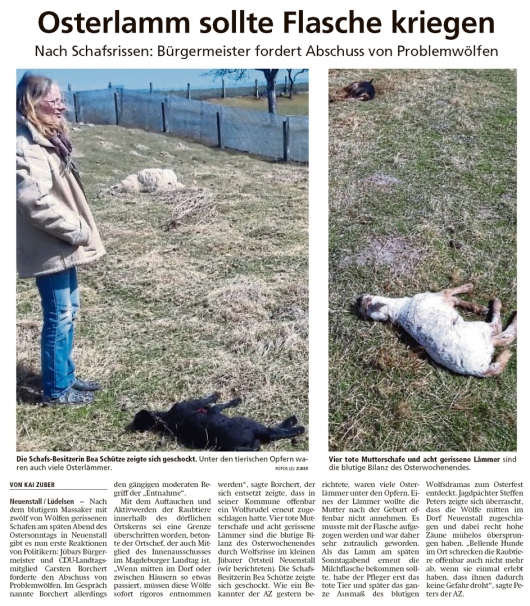 20200415 Altmark Zeitung - Neuenstall - Osterlämmer von Wolf gerissen (Kai Zuber)
