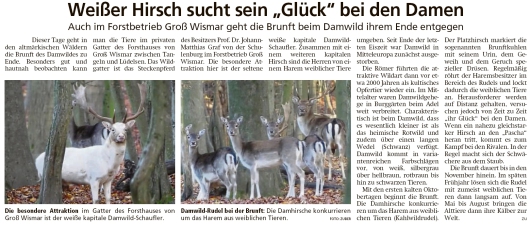 20201110 Altmark Zeitung - Groß Wismar - Weißer Damwild-Schaufler in Brunft (Kai Zuber)