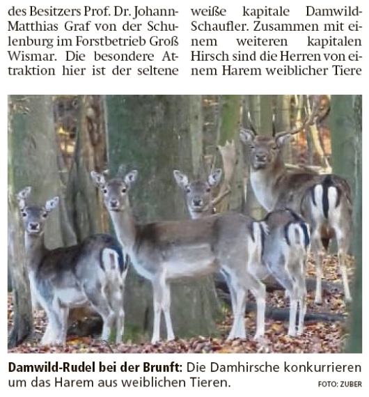 20201110 Altmark Zeitung - Groß Wismar - Weißer Damwild-Schaufler in Brunft (Kai Zuber)