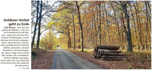 20201121 Altmark Zeitung - Groß Wismar - goldene Blätter im Herbstwald (Kai Zuber)